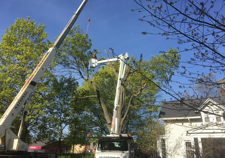 Tree removal - 60' lift
