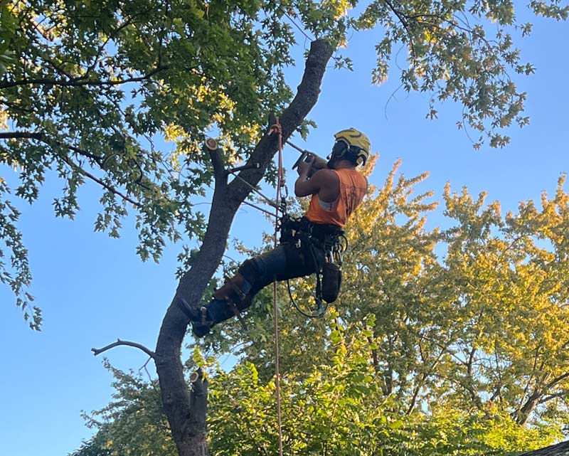 Tree Climbing